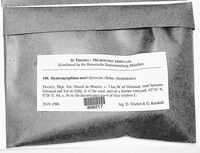 Hysterobrevium mori image